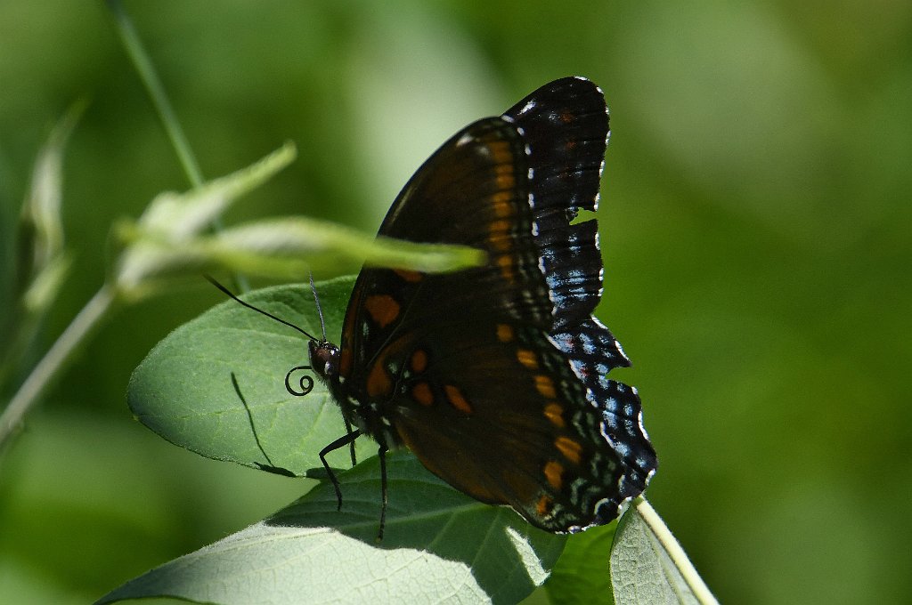 151 2018-06265723 Wachusett Meadow, MA.JPG - Red-spotted Admiral Butterfly (Limenitis arthemis). Wachusett Meadow Wildlife Sanctuary, MA, 6-26-2018